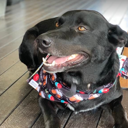 Booze Hound - Double Sided Bandana Hello Coucou