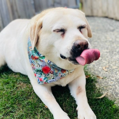 Cocka Too - Double Sided Bandana Hello Coucou