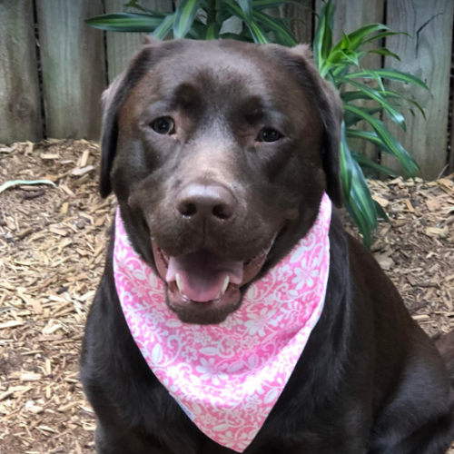 Wedding Cake - Double Sided Bandana Hello Coucou